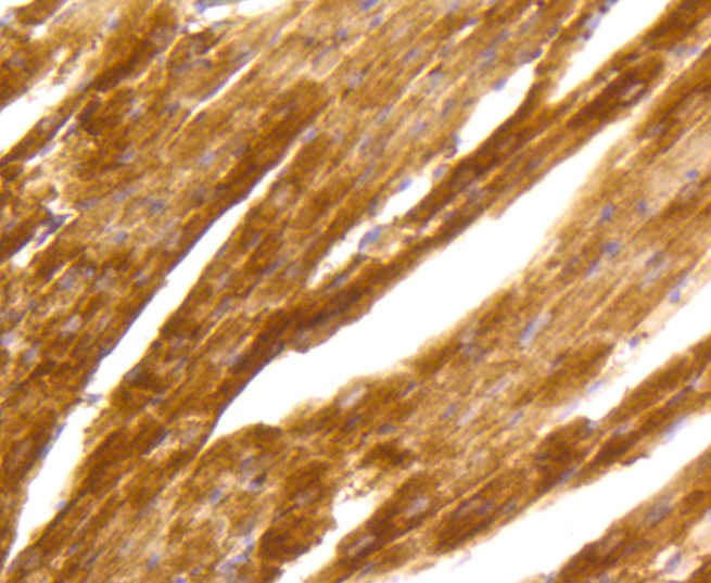 Paraformaldehyde-fixed and paraffin-embedded Mouse heart tissue incubated with PKC alpha (2A1) Monoclonal Antibody (bsm-52409R) at 1:100, overnight at 4°C, followed by a conjugated secondary antibody and DAB staining. Counterstained with hematoxylin.
