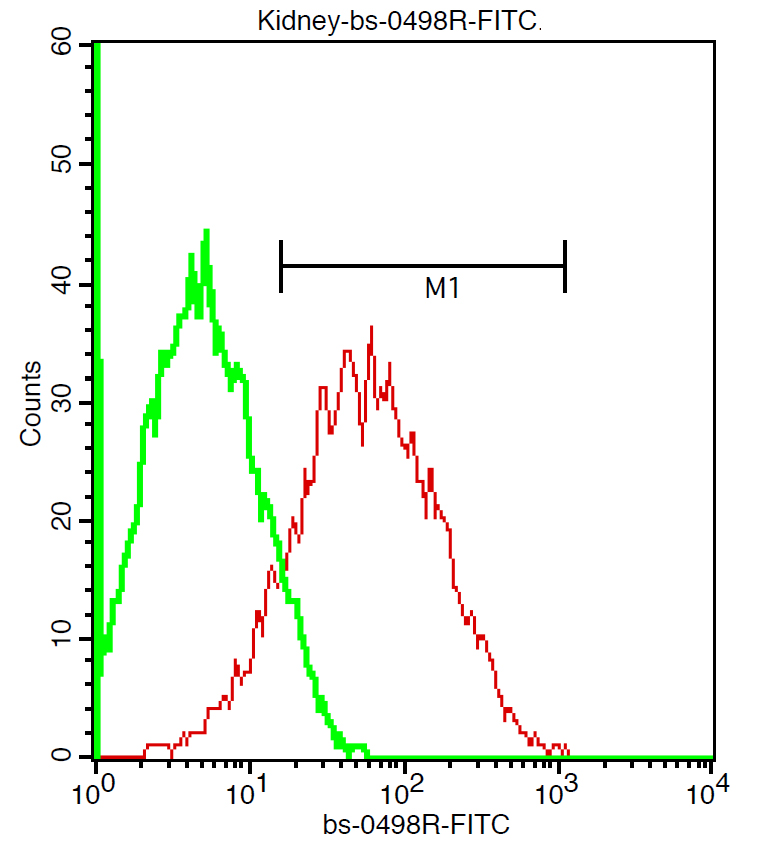 Mouse Kidney cells were probed with ADRB1 Polyclonal Antibody, FITC Conjugated (bs-0498R-FITC) 1:200, 40 minutes at 37°C. Primary antibody (red line) is graphed against Isotype Control (bs-0295P-FITC; green line), which was incubated at the same conditions.