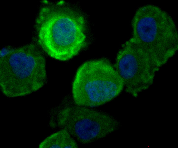 IF(ICC) staining with Securin (1F10) Monoclonal Antibody (bsm-54295R) at 1:100 in HUVEC cells (green). The nuclear counterstain is DAPI (blue). Cells were fixed in paraformaldehyde, permeabilized with 0.25% Triton X100/PBS.