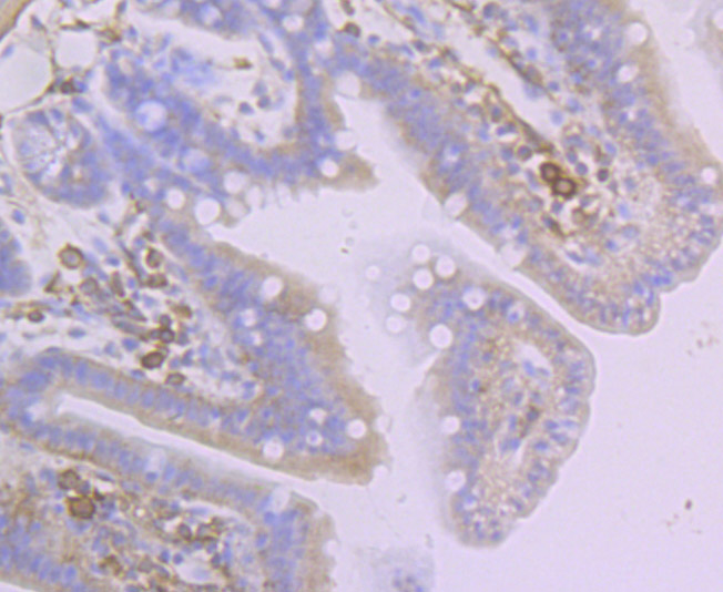 Paraformaldehyde-fixed and paraffin-embedded Mouse Colon tissue incubated with Creatine Kinase B (1D8) Monoclonal Antibody (bsm-54297R) at 1:100, overnight at 4°C, followed by a conjugated secondary antibody and DAB staining. Counterstained with hematoxylin.