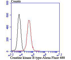 Flow cytometric analysis of 293T cells with Creatine Kinase B (1D8) Monoclonal Antibody (bsm-54297R) at a 1:100 dilution (red) compared with an unlabeled control (cells without incubation with primary antibody; black).