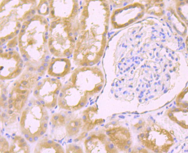 Paraformaldehyde-fixed and paraffin-embedded Human Kidney tissue incubated with Galectin 8 (1A4) Monoclonal Antibody (bsm-54301R) at 1:100, overnight at 4°C, followed by a conjugated secondary antibody and DAB staining. Counterstained with hematoxylin.