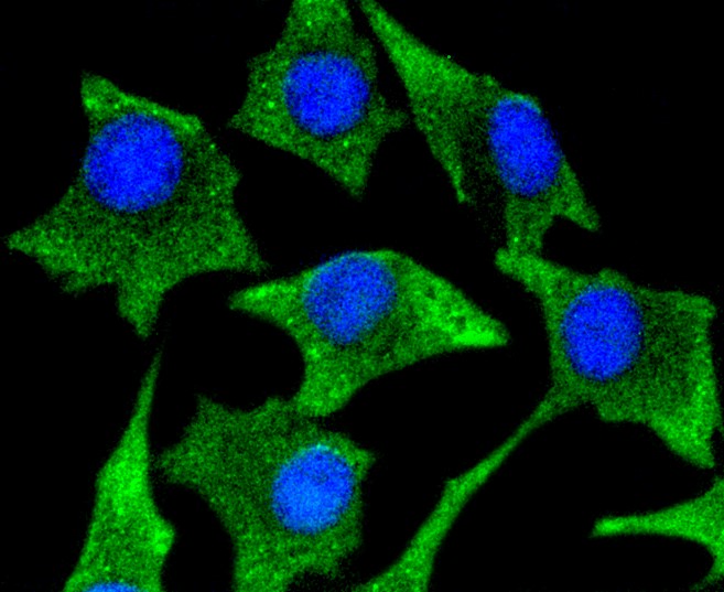 IF(ICC) staining with CaMK\u2161 (1H12) Monoclonal Antibody (bsm-52427R) at 1:100 in SHG-44 cells (green). The nuclear counterstain is DAPI (blue). Cells were fixed in paraformaldehyde, permeabilized with 0.25% Triton X100\/PBS.