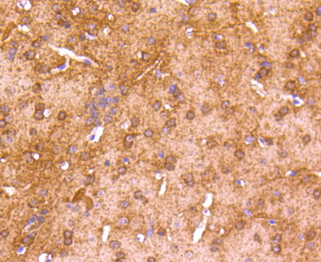 Paraformaldehyde-fixed and paraffin-embedded Mouse brain tissue incubated with CaMK\u2161 (1H12) Monoclonal Antibody (bsm-52427R) at 1:100, overnight at 4\u00b0C, followed by a conjugated secondary antibody and DAB staining. Counterstained with hematoxylin.