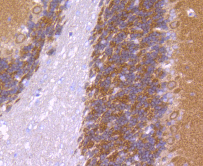 Paraformaldehyde-fixed and paraffin-embedded Mouse cerebellum tissue incubated with CaMK\u2161 (1H12) Monoclonal Antibody (bsm-52427R) at 1:100, overnight at 4\u00b0C, followed by a conjugated secondary antibody and DAB staining. Counterstained with hematoxylin.