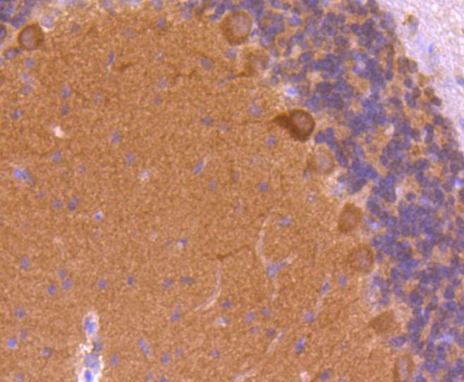 Paraformaldehyde-fixed and paraffin-embedded Rat cerebellum tissue incubated with CaMK\u2161 (1H12) Monoclonal Antibody (bsm-52427R) at 1:100, overnight at 4\u00b0C, followed by a conjugated secondary antibody and DAB staining. Counterstained with hematoxylin.