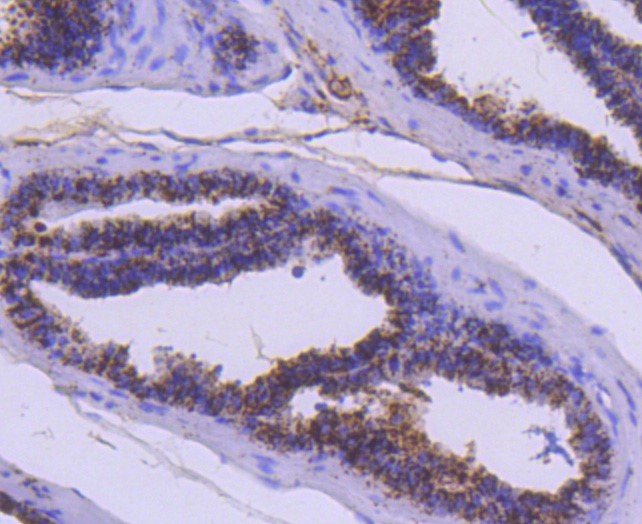 Paraformaldehyde-fixed and paraffin-embedded Mouse prostate tissue incubated with Cathepsin D (2G4) Monoclonal Antibody (bsm-52429R) at 1:300, overnight at 4°C, followed by a conjugated secondary antibody and DAB staining. Counterstained with hematoxylin.