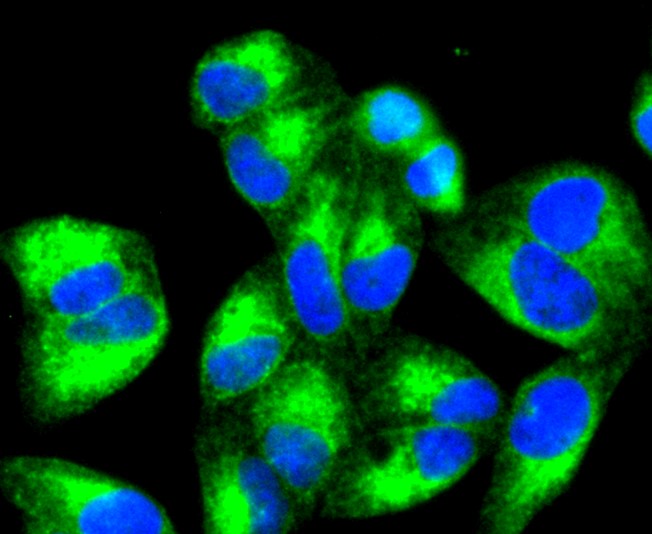 IF(ICC) staining with Calreticulin (3D1) Monoclonal Antibody (bsm-52435R) at 1:300 in HeLa cells (green). The nuclear counterstain is DAPI (blue). Cells were fixed in paraformaldehyde, permeabilized with 0.25% Triton X100/PBS.