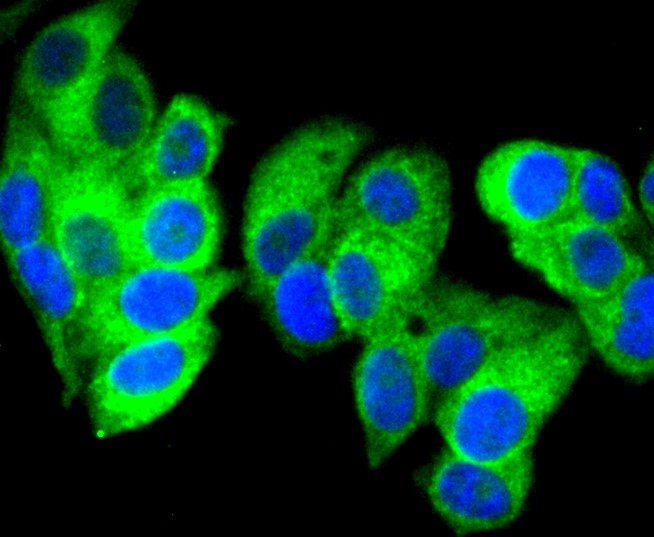 IF(ICC) staining with Calreticulin (3D1) Monoclonal Antibody (bsm-52436R) at 1:300 in MCF-7 cells (green). The nuclear counterstain is DAPI (blue). Cells were fixed in paraformaldehyde, permeabilized with 0.25% Triton X100/PBS.
