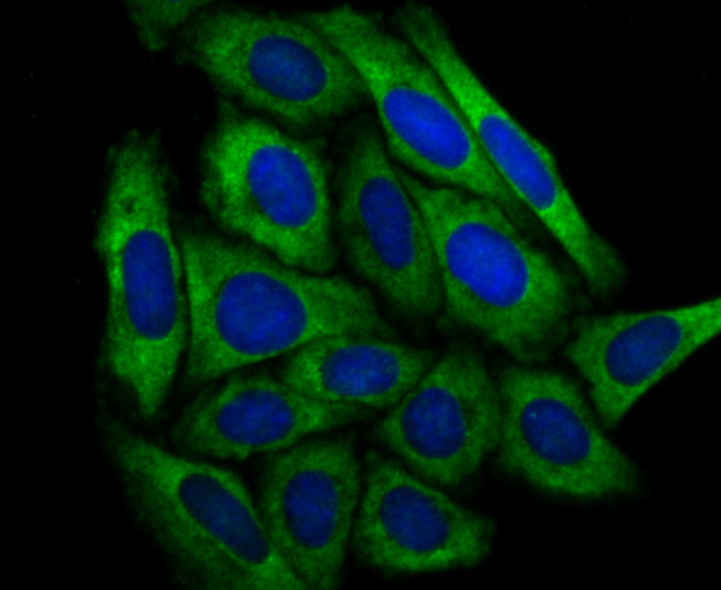 IF(ICC) staining with DCP1A (3F4) Monoclonal Antibody (bsm-54272R) at 1:100 in SiHa cells (green). The nuclear counterstain is DAPI (blue). Cells were fixed in paraformaldehyde, permeabilized with 0.25% Triton X100/PBS.