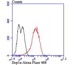 Flow cytometric analysis of LOVO cells with DCP1A (3F4) Monoclonal Antibody (bsm-54272R) at a 1:100 dilution (red) compared with an unlabeled control (cells without incubation with primary antibody; black).