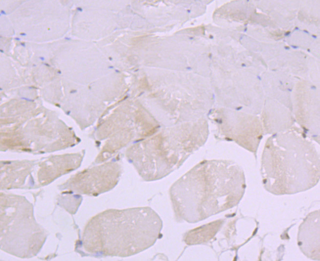 Paraformaldehyde-fixed and paraffin-embedded Mouse Skeletal Muscle tissue incubated with Exportin-1 (2C4) Monoclonal Antibody (bsm-54273R) at 1:100, overnight at 4°C, followed by a conjugated secondary antibody and DAB staining. Counterstained with hematoxylin.