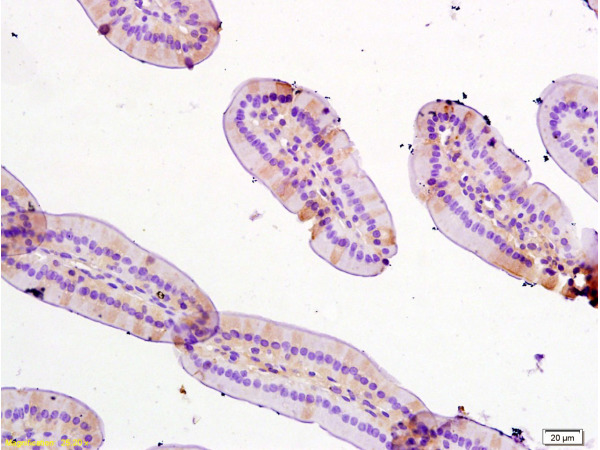 Formalin-fixed and paraffin embedded: mouse small intestine tissue labeled with Anti-TFF3 Polyclonal Antibody (bs-0535R), Unconjugated at 1:200, followed by conjugation to the secondary antibody and DAB staining