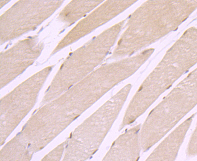 Paraformaldehyde-fixed and paraffin-embedded Rat Skeletal Muscle tissue incubated with Exportin-1 (2C4) Monoclonal Antibody (bsm-54273R) at 1:100, overnight at 4°C, followed by a conjugated secondary antibody and DAB staining. Counterstained with hematoxylin.