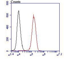 Flow cytometric analysis of K562 cells with Exportin-1 (2C4) Monoclonal Antibody (bsm-54273R) at a 1:100 dilution (red) compared with an unlabeled control (cells without incubation with primary antibody; black).