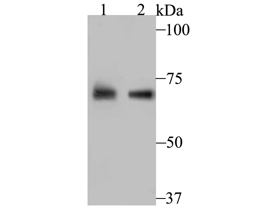 Lane 1: Human Kidney; Lane 2: MCF-7 Cells; Probed with PCK2 (12C5) Monoclonal Antibody (bsm-54275R) at 1:500 overnight at 4°C followed by a conjugated secondary antibody for 60 minutes at 37°C.