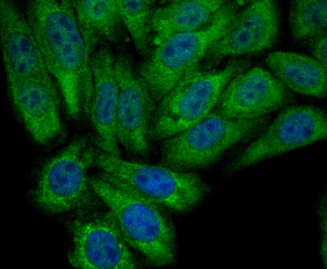 IF(ICC) staining with PCK2 (12C5) Monoclonal Antibody (bsm-54275R) at 1:100 in HepG2 cells (green). The nuclear counterstain is DAPI (blue). Cells were fixed in paraformaldehyde, permeabilized with 0.25% Triton X100/PBS.