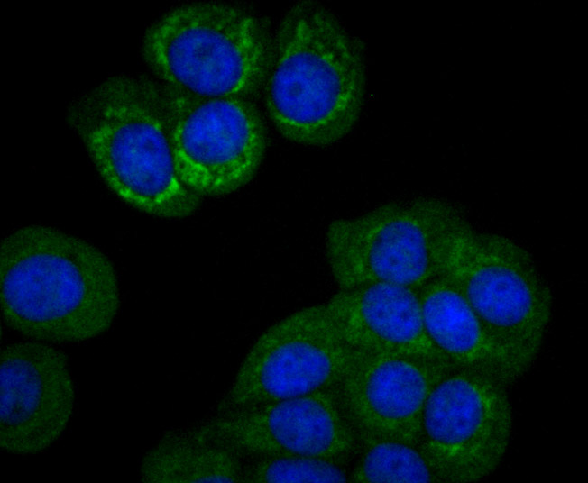 IF(ICC) staining with PCK2 (12C5) Monoclonal Antibody (bsm-54275R) at 1:100 in MCF-7 cells (green). The nuclear counterstain is DAPI (blue). Cells were fixed in paraformaldehyde, permeabilized with 0.25% Triton X100/PBS.