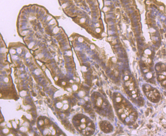 Paraformaldehyde-fixed and paraffin-embedded Mouse Colon tissue incubated with PCK2 (12C5) Monoclonal Antibody (bsm-54275R) at 1:100, overnight at 4°C, followed by a conjugated secondary antibody and DAB staining. Counterstained with hematoxylin.