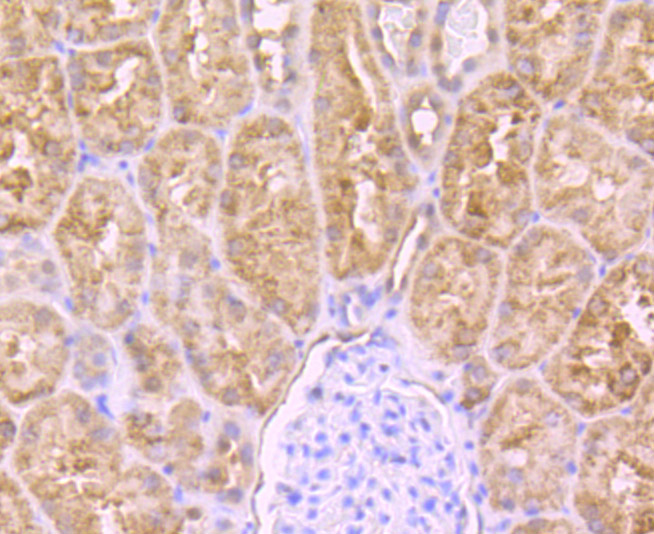 Paraformaldehyde-fixed and paraffin-embedded Human Kidney tissue incubated with PCK2 (12C5) Monoclonal Antibody (bsm-54275R) at 1:100, overnight at 4°C, followed by a conjugated secondary antibody and DAB staining. Counterstained with hematoxylin.