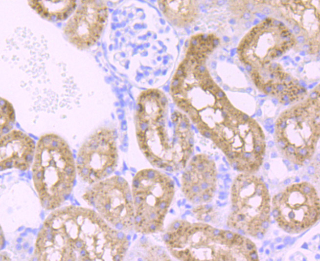 Paraformaldehyde-fixed and paraffin-embedded Rat Kidney tissue incubated with PCK2 (12C5) Monoclonal Antibody (bsm-54275R) at 1:100, overnight at 4°C, followed by a conjugated secondary antibody and DAB staining. Counterstained with hematoxylin.
