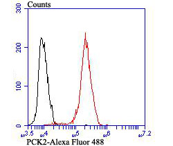 Flow cytometric analysis of MCF-7 cells with PCK2 (12C5) Monoclonal Antibody (bsm-54275R) at a 1:100 dilution (red) compared with an unlabeled control (cells without incubation with primary antibody; black).