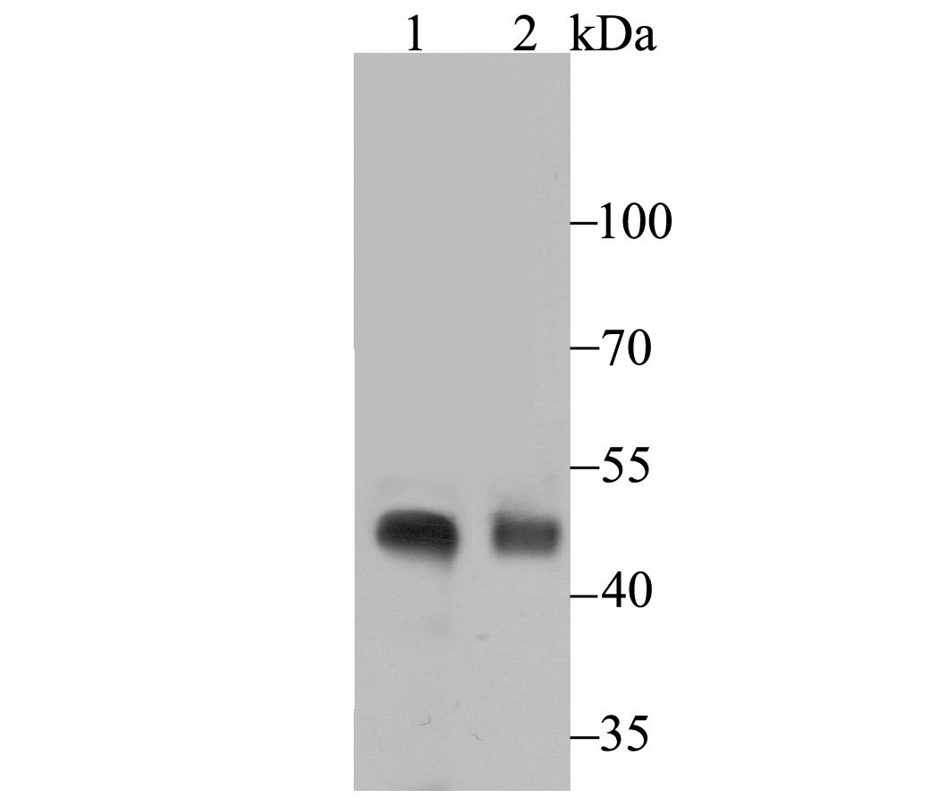 Lane 1: Rat Kidney; Lane 2: Human Kidney; Probed with NPHS2 (1A5) Monoclonal Antibody (bsm-54280R) at 1:500 overnight at 4°C followed by a conjugated secondary antibody for 60 minutes at 37°C.