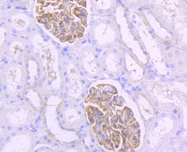 Paraformaldehyde-fixed and paraffin-embedded Rat Kidney tissue incubated with NPHS2 (1A5) Monoclonal Antibody (bsm-54280R) at 1:100, overnight at 4°C, followed by a conjugated secondary antibody and DAB staining. Counterstained with hematoxylin.