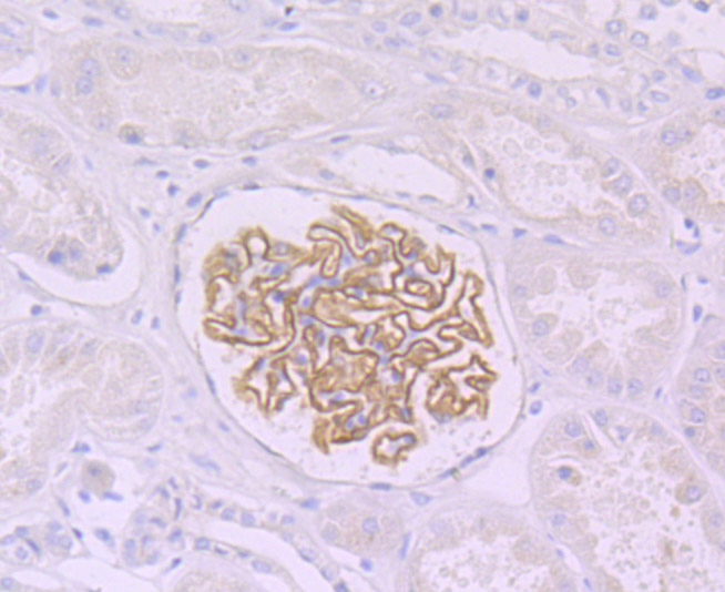 Paraformaldehyde-fixed and paraffin-embedded Human Kidney tissue incubated with NPHS2 (1A5) Monoclonal Antibody (bsm-54280R) at 1:100, overnight at 4°C, followed by a conjugated secondary antibody and DAB staining. Counterstained with hematoxylin.