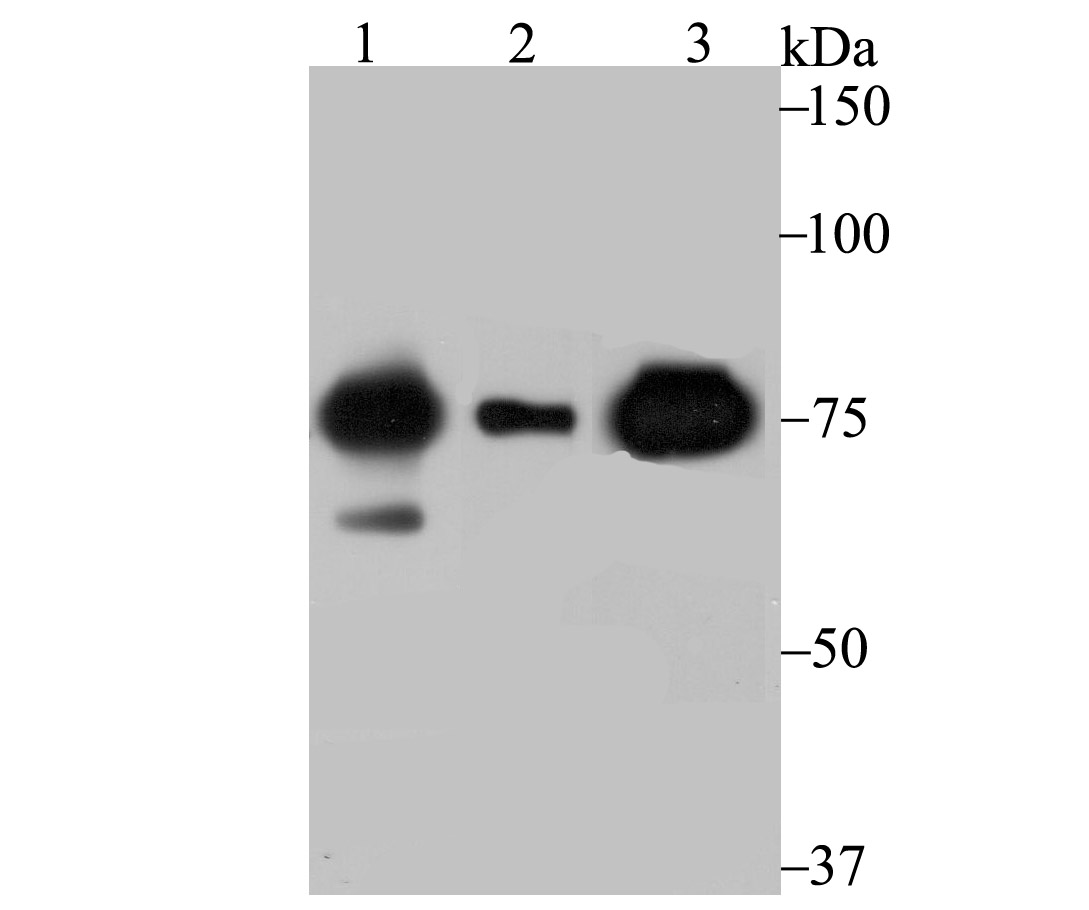 Lane 1: SK-BR-3 Cells; Lane 2: A549 Cells; Lane 3: Mouse Lung; Probed with Cytochrome P450 Oxidoreductase (4F7) Monoclonal Antibody (bsm-54281R) at 1:500 overnight at 4°C followed by a conjugated secondary antibody for 60 minutes at 37°C.