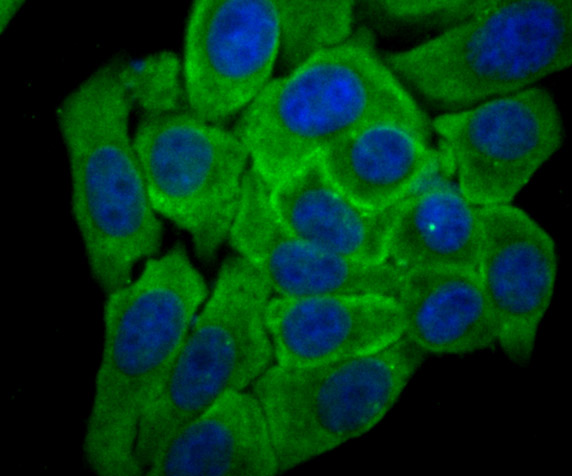 IF(ICC) staining with Cytochrome P450 Oxidoreductase (4F7) Monoclonal Antibody (bsm-54281R) at 1:100 in HepG2 cells (green). The nuclear counterstain is DAPI (blue). Cells were fixed in paraformaldehyde, permeabilized with 0.25% Triton X100/PBS.
