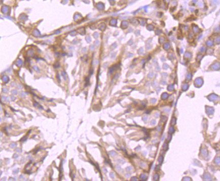 Paraformaldehyde-fixed and paraffin-embedded Mouse Testis tissue incubated with Cytochrome P450 Oxidoreductase (4F7) Monoclonal Antibody (bsm-54281R) at 1:100, overnight at 4°C, followed by a conjugated secondary antibody and DAB staining. Counterstained with hematoxylin.