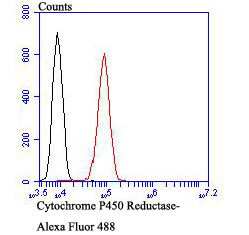 Flow cytometric analysis of HepG2 cells with Cytochrome P450 Oxidoreductase (4F7) Monoclonal Antibody (bsm-54281R) at a 1:100 dilution (red) compared with an unlabeled control (cells without incubation with primary antibody; black).