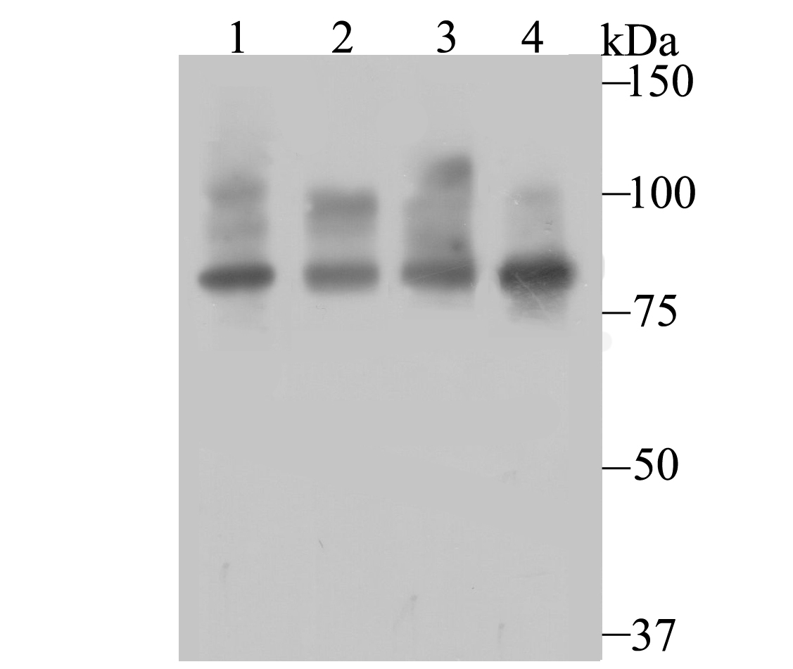 Lane 1: HepG2 Cells; Lane 2: Hela Cells; Lane 3: Hela Cells; Lane 4: MCF-7 Cells; Probed with Furin (8C3) Monoclonal Antibody (bsm-54283R) at 1:500 overnight at 4°C followed by a conjugated secondary antibody for 60 minutes at 37°C.