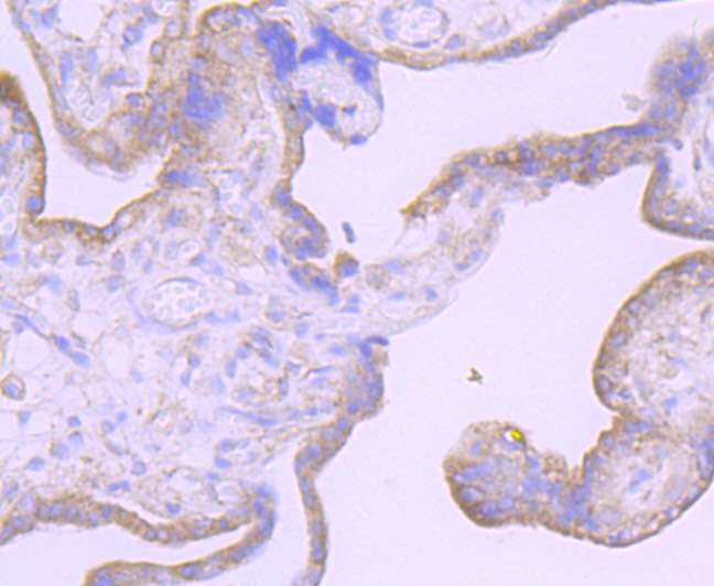 Paraformaldehyde-fixed and paraffin-embedded Human Placenta tissue incubated with Furin (8C3) Monoclonal Antibody (bsm-54283R) at 1:100, overnight at 4°C, followed by a conjugated secondary antibody and DAB staining. Counterstained with hematoxylin.