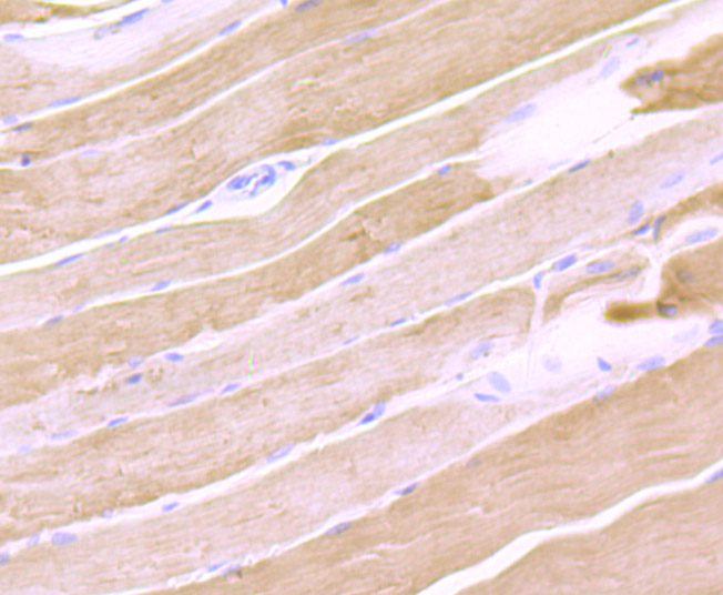 Paraformaldehyde-fixed and paraffin-embedded Rat Skeletal Muscle tissue incubated with Calsequestrin-1 (8G1) Monoclonal Antibody (bsm-54285R) at 1:100, overnight at 4°C, followed by a conjugated secondary antibody and DAB staining. Counterstained with hematoxylin.