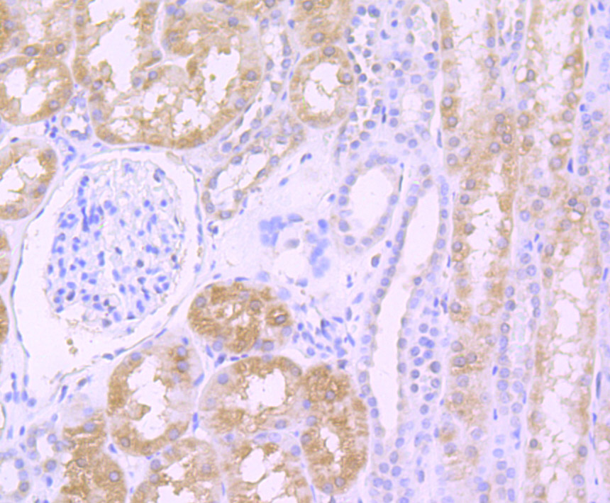 Paraformaldehyde-fixed and paraffin-embedded Human Kidney tissue incubated with TGF alpha (1H8) Monoclonal Antibody (bsm-54286R) at 1:100, overnight at 4°C, followed by a conjugated secondary antibody and DAB staining. Counterstained with hematoxylin.