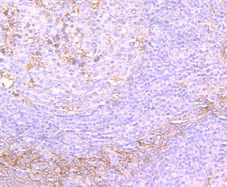 Paraformaldehyde-fixed and paraffin-embedded Human Tonsil tissue incubated with TGF alpha (1H8) Monoclonal Antibody (bsm-54286R) at 1:100, overnight at 4°C, followed by a conjugated secondary antibody and DAB staining. Counterstained with hematoxylin.