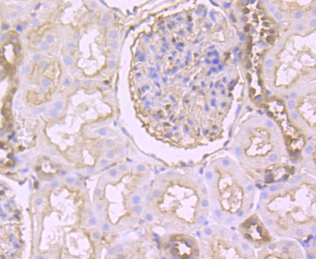 Paraformaldehyde-fixed and paraffin-embedded Human Kidney tissue incubated with Gelsolin (2G6) Monoclonal Antibody (bsm-54290R) at 1:100, overnight at 4°C, followed by a conjugated secondary antibody and DAB staining. Counterstained with hematoxylin.