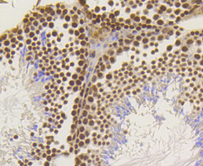 Paraformaldehyde-fixed and paraffin-embedded Mouse testis tissue incubated with ASH2L (1B6) Monoclonal Antibody (bsm-52448R) at 1:300, overnight at 4°C, followed by a conjugated secondary antibody and DAB staining. Counterstained with hematoxylin.