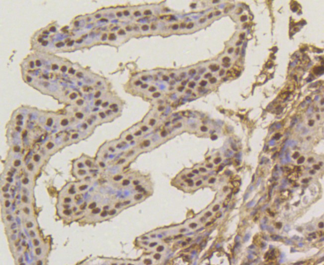 Paraformaldehyde-fixed and paraffin-embedded Mouse placenta tissue incubated with ASH2L (1B6) Monoclonal Antibody (bsm-52448R) at 1:300, overnight at 4°C, followed by a conjugated secondary antibody and DAB staining. Counterstained with hematoxylin.