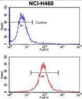 Flow cytometric analysis of NCI-H460 cells with SOX2 (7C4) Monoclonal Antibody (bsm-51142M) at a 1:50 dilution (red) compared with a negative control (cells without incubation with primary antibody; blue).