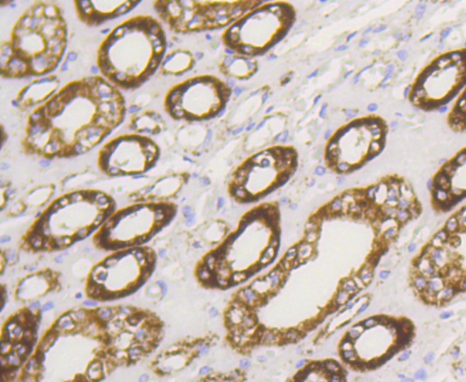 Paraformaldehyde-fixed and paraffin-embedded Human kidney tissue incubated with Hexokinase 1 (7B9) Monoclonal Antibody (bsm-52452R) at 1:100, overnight at 4°C, followed by a conjugated secondary antibody and DAB staining. Counterstained with hematoxylin.
