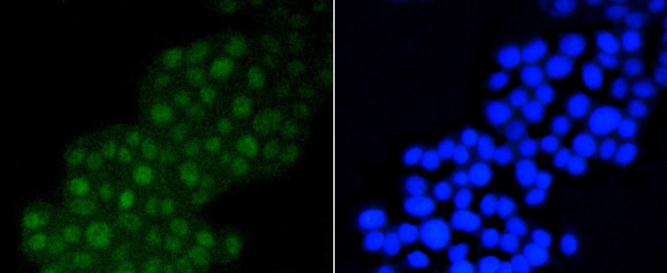 IF(ICC) staining with DGCR8 (3B11) Monoclonal Antibody (bsm-52454R) at 1:100 in PC-12 cells (green). The nuclear counterstain is DAPI (blue). Cells were fixed in paraformaldehyde, permeabilized with 0.25% Triton X100/PBS.