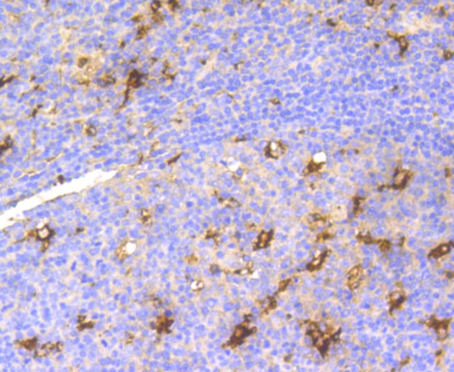 Paraformaldehyde-fixed and paraffin-embedded Human tonsil tissue incubated with Lysozyme (3A11) Monoclonal Antibody (bsm-52456R) at 1:300, overnight at 4°C, followed by a conjugated secondary antibody and DAB staining. Counterstained with hematoxylin.