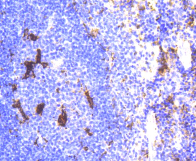 Paraformaldehyde-fixed and paraffin-embedded Mouse spleen tissue incubated with Lysozyme (3A11) Monoclonal Antibody (bsm-52456R) at 1:300, overnight at 4°C, followed by a conjugated secondary antibody and DAB staining. Counterstained with hematoxylin.