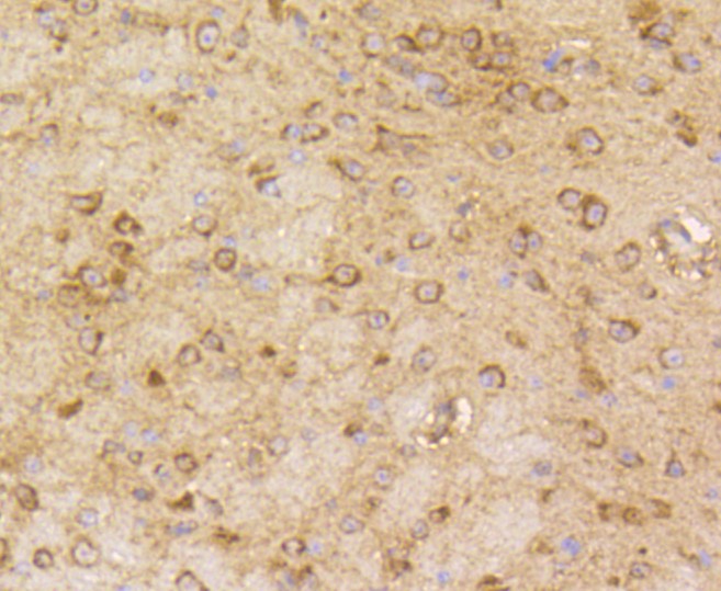 Paraformaldehyde-fixed and paraffin-embedded Mouse brain tissue incubated with beta Arrestin 1 (3A11) Monoclonal Antibody (bsm-52459R) at 1:100, overnight at 4°C, followed by a conjugated secondary antibody and DAB staining. Counterstained with hematoxylin.