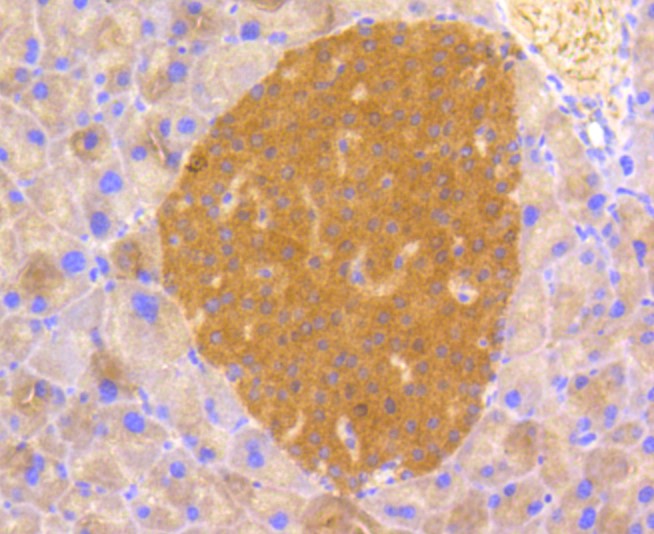 Paraformaldehyde-fixed and paraffin-embedded Mouse pancreas tissue incubated with PP2A (Y307) (29A1) Monoclonal Antibody (bsm-52461R) at 1:100, overnight at 4°C, followed by a conjugated secondary antibody and DAB staining. Counterstained with hematoxylin.
