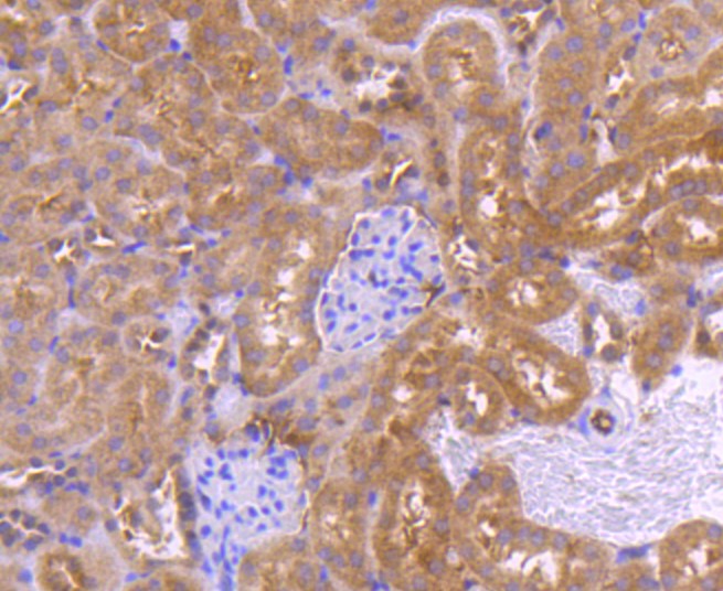 Paraformaldehyde-fixed and paraffin-embedded Mouse kidney tissue incubated with PRMT5 (28A3) Monoclonal Antibody (bsm-52463R) at 1:100, overnight at 4°C, followed by a conjugated secondary antibody and DAB staining. Counterstained with hematoxylin.