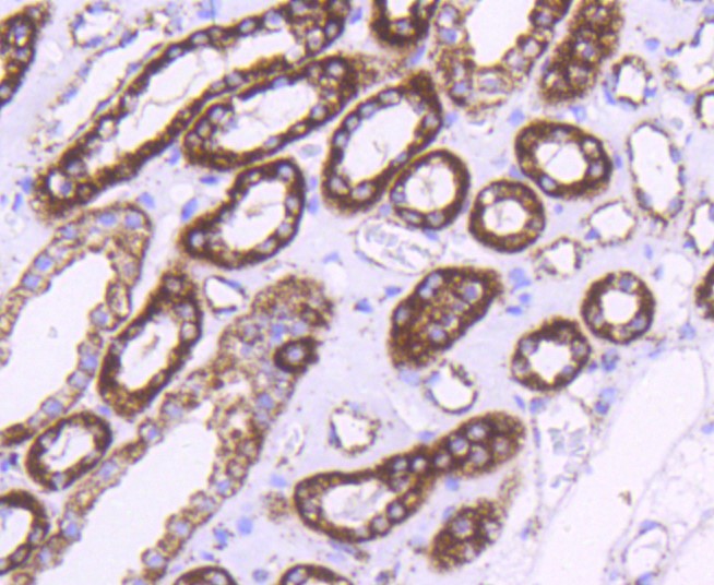 Paraformaldehyde-fixed and paraffin-embedded Human kidney tissue incubated with Hsp60 (7G6) Monoclonal Antibody (bsm-52465R) at 1:100, overnight at 4°C, followed by a conjugated secondary antibody and DAB staining. Counterstained with hematoxylin.